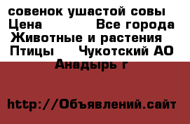 совенок ушастой совы › Цена ­ 5 000 - Все города Животные и растения » Птицы   . Чукотский АО,Анадырь г.